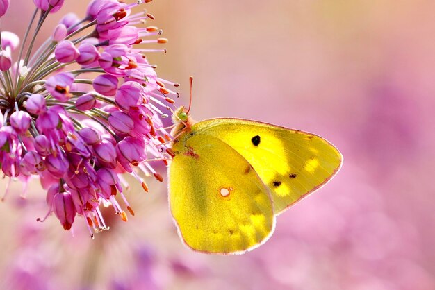 Photo close-up of butterfly pollinating on pink flower