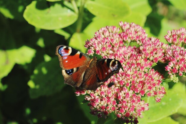 Close-up of butterfly pollinating on pink flower