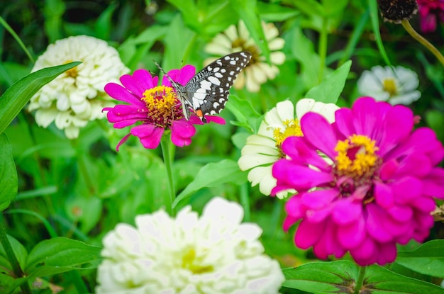 Close-up of butterfly pollinating on pink flower