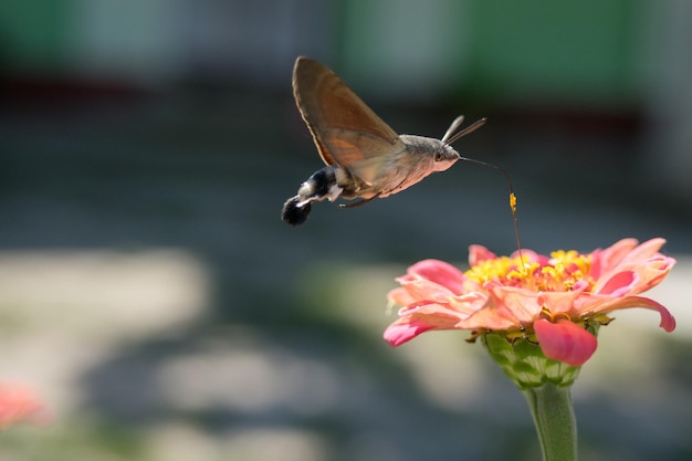 ピンクの花を授粉する蝶のクローズアップ