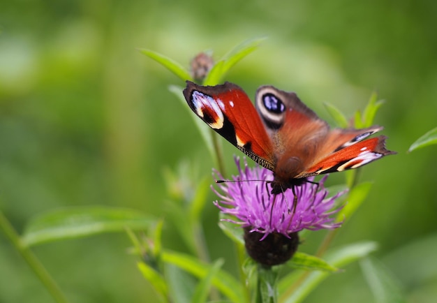 Close-up of butterfly pollinating on pink flower