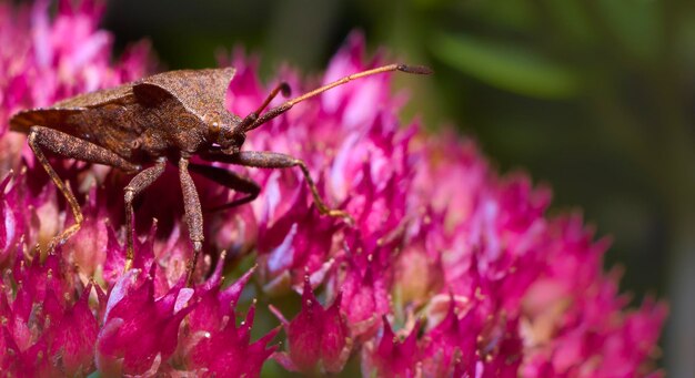 Close-up of butterfly pollinating on pink flower