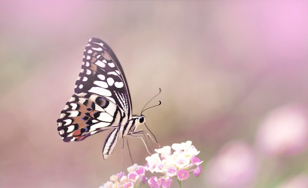 ピンクの花を授粉する蝶のクローズアップ