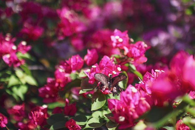 Foto prossimo piano di una farfalla che impollina un fiore rosa