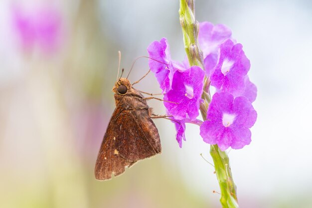 Close-up of butterfly pollinating on pink flower