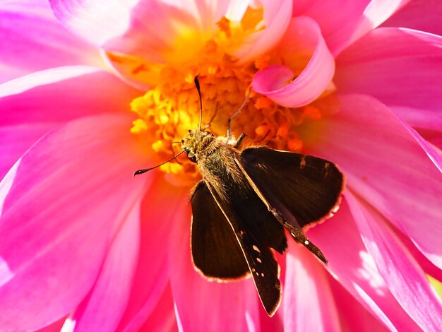 Close-up of butterfly pollinating on pink flower