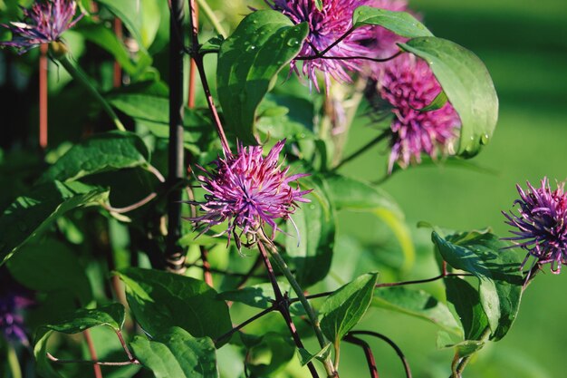 Foto prossimo piano di una farfalla che impollina una pianta a fiori rosa