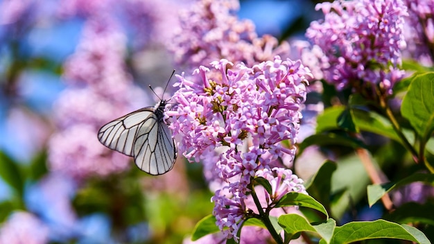 Close-up of butterfly pollinating on pink flowers