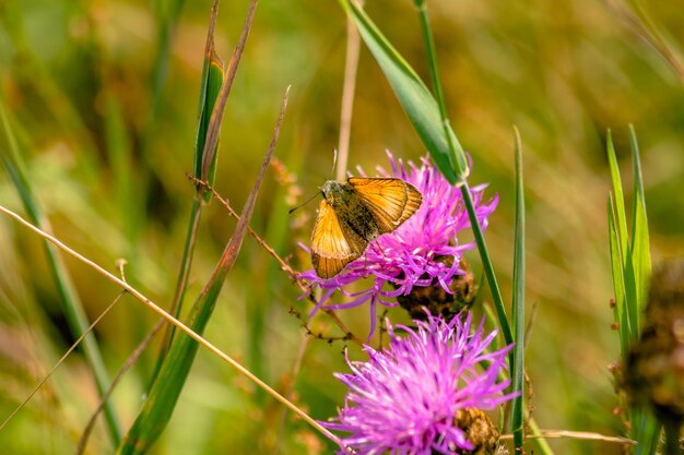 Close-up of butterfly pollinating on purple flower