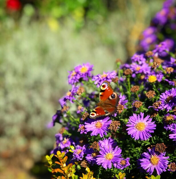 Foto prossimo piano di una farfalla che impollina un fiore viola