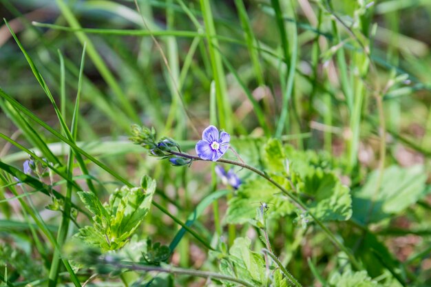 Photo close-up of butterfly pollinating on purple flower