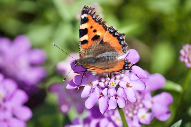 Close-up of butterfly pollinating on purple flower