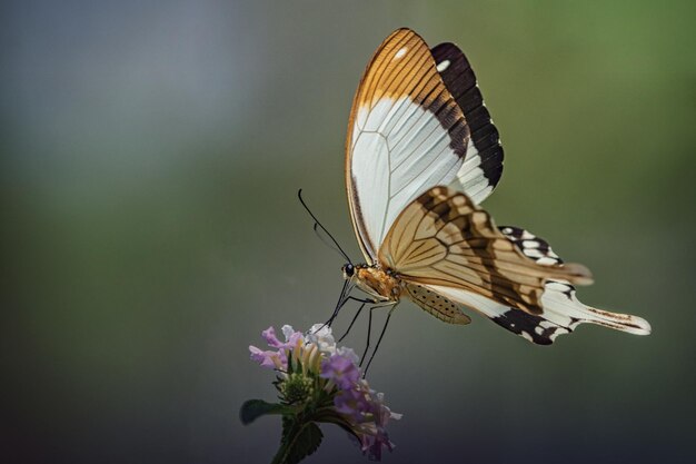 Photo close-up of butterfly pollinating on purple flower