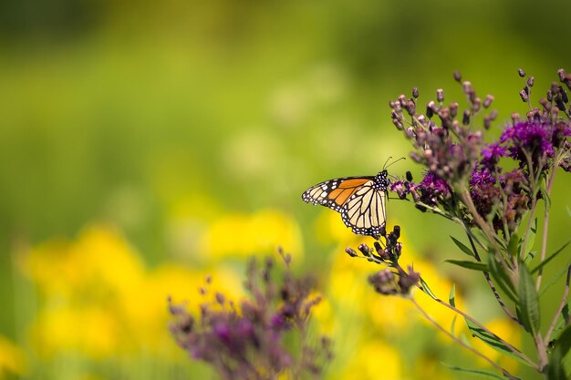 Close-up of butterfly pollinating on purple flower