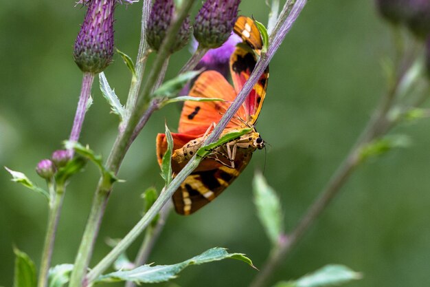 Close-up of butterfly pollinating on purple flower