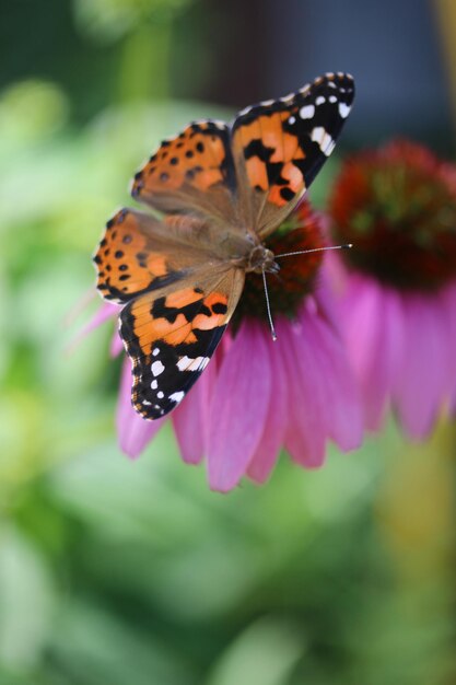 Close-up of butterfly pollinating on purple flower