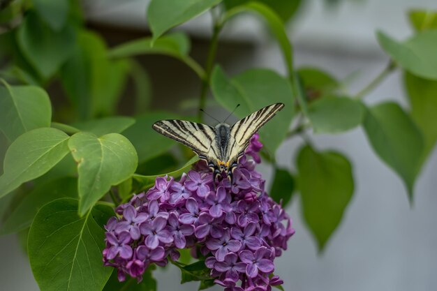 Close-up of butterfly pollinating on purple flower