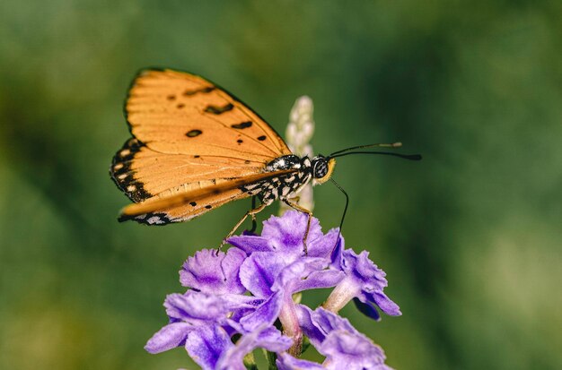 Close-up of butterfly pollinating on purple flower