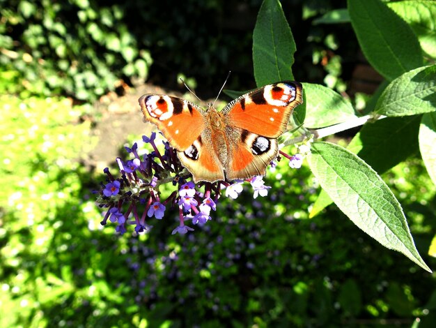 Close-up of butterfly pollinating on purple flower