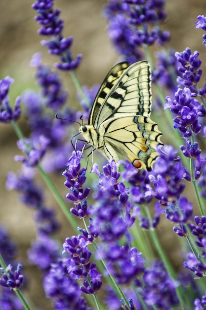 Photo close-up of butterfly pollinating on purple flower