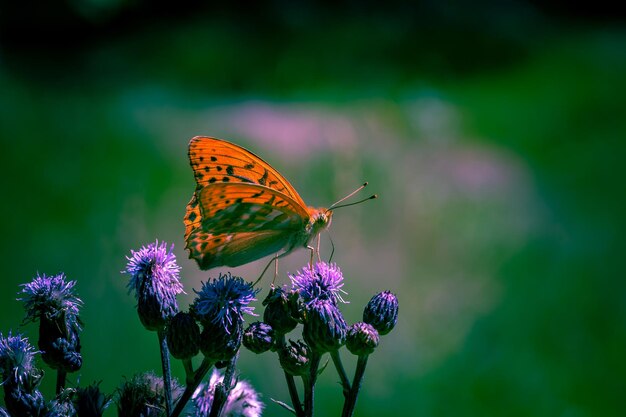 Photo close-up of butterfly pollinating on purple flower