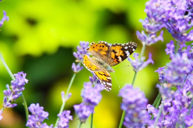 Close-up of butterfly pollinating on purple flower