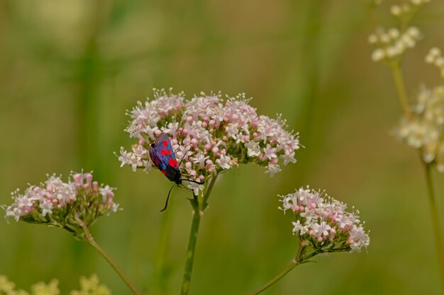 Close-up of butterfly pollinating on purple flower