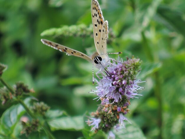 Close-up of butterfly pollinating on purple flower