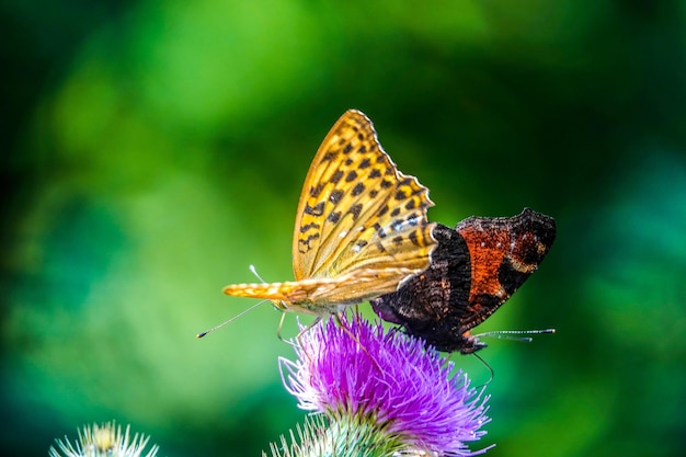 Photo close-up of butterfly pollinating on purple flower