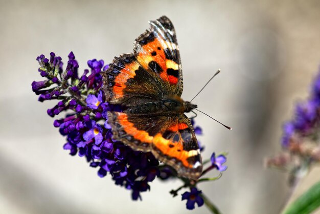 Close-up of butterfly pollinating on purple flower