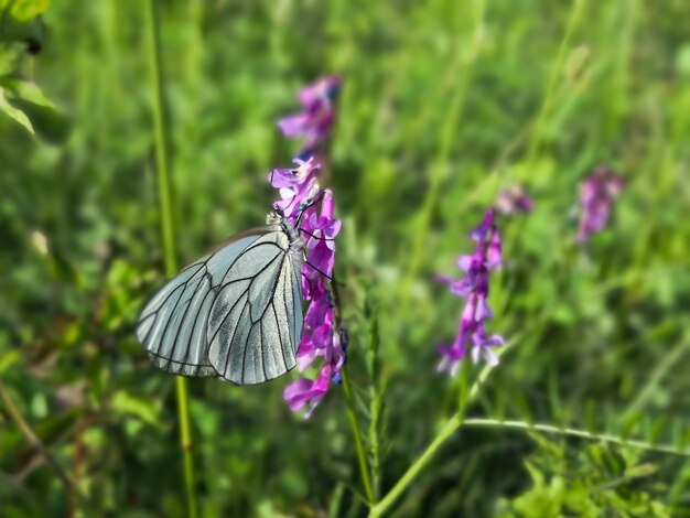 Close-up of butterfly pollinating on purple flower