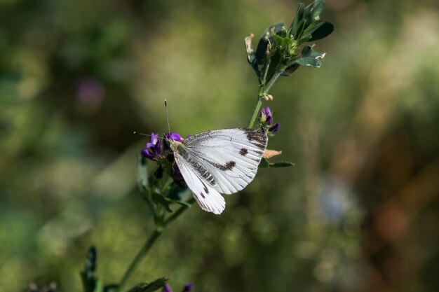 Photo close-up of butterfly pollinating on purple flower