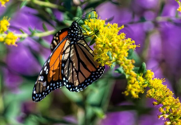 Close-up of butterfly pollinating on purple flower