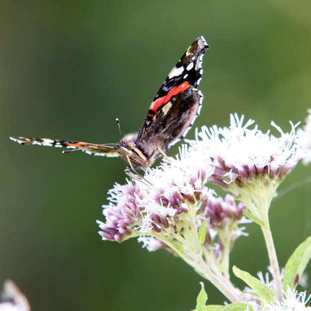 Close-up of butterfly pollinating on purple flower