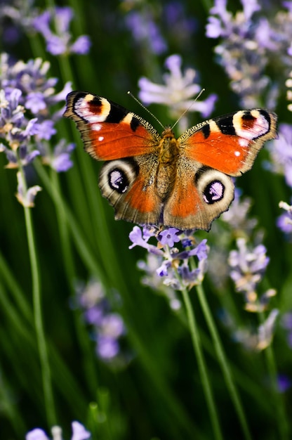 Foto prossimo piano di una farfalla che impollina un fiore viola