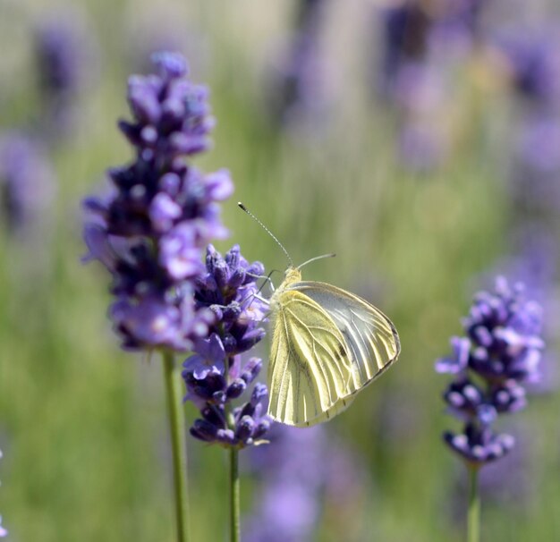 Close-up of butterfly pollinating on purple flowering plant