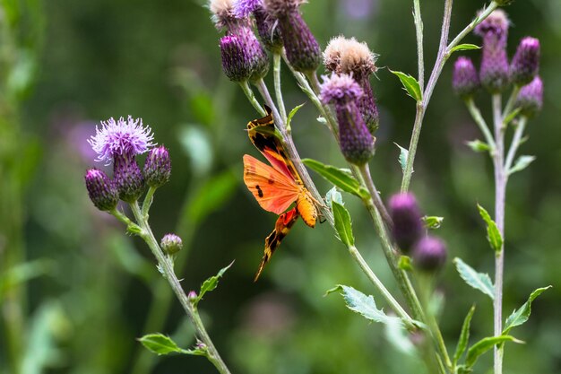 Close-up of butterfly pollinating on purple flowering plant