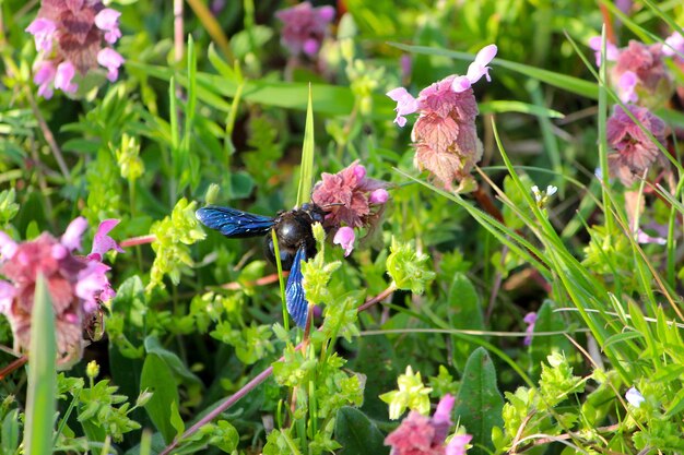 Photo close-up of butterfly pollinating on purple flowering plant