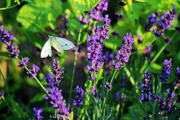 Close-up of butterfly pollinating on purple flowering plants