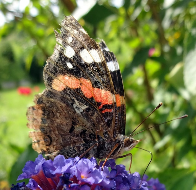 Foto prossimo piano di una farfalla che impollina i fiori viola
