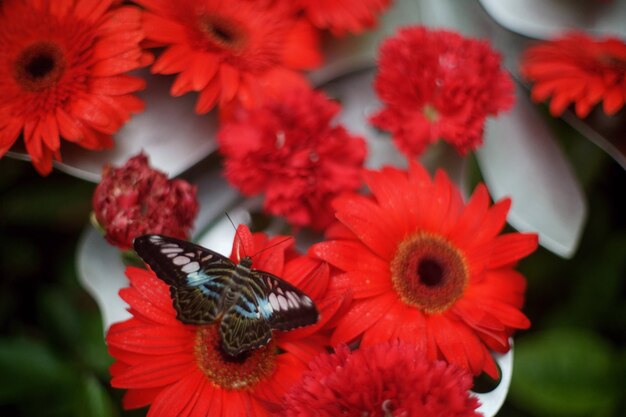 Close-up of butterfly pollinating on red flower