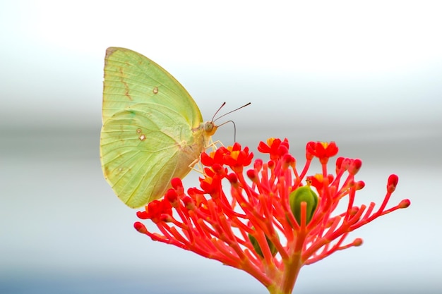 Foto prossimo piano di una farfalla che impollina un fiore rosso
