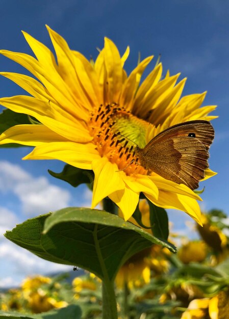 Close-up of butterfly pollinating on sunflower