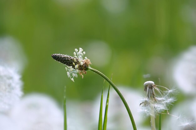 Foto prossimo piano di una farfalla che impollina un fiore bianco