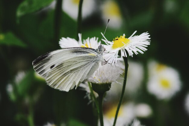 Close-up of butterfly pollinating on white flower