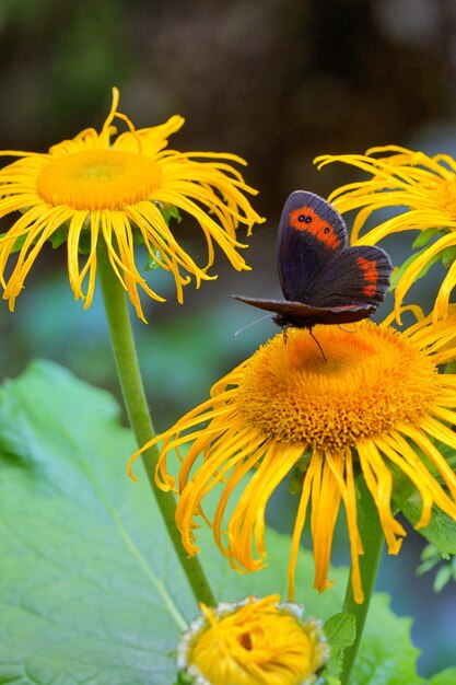 Foto prossimo piano di una farfalla che impollina un fiore giallo