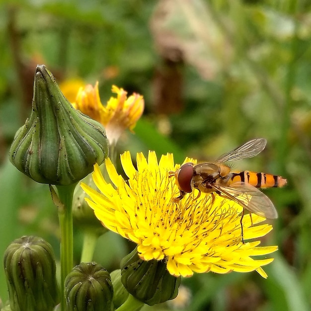 Foto prossimo piano di una farfalla che impollina un fiore giallo