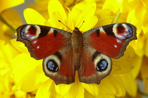 Close-up of butterfly pollinating on yellow flower