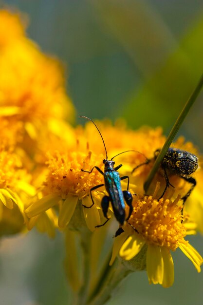 Close-up of butterfly pollinating on yellow flower