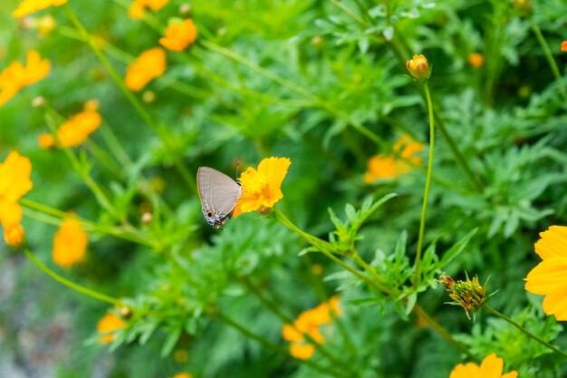 Close-up of butterfly pollinating on yellow flower